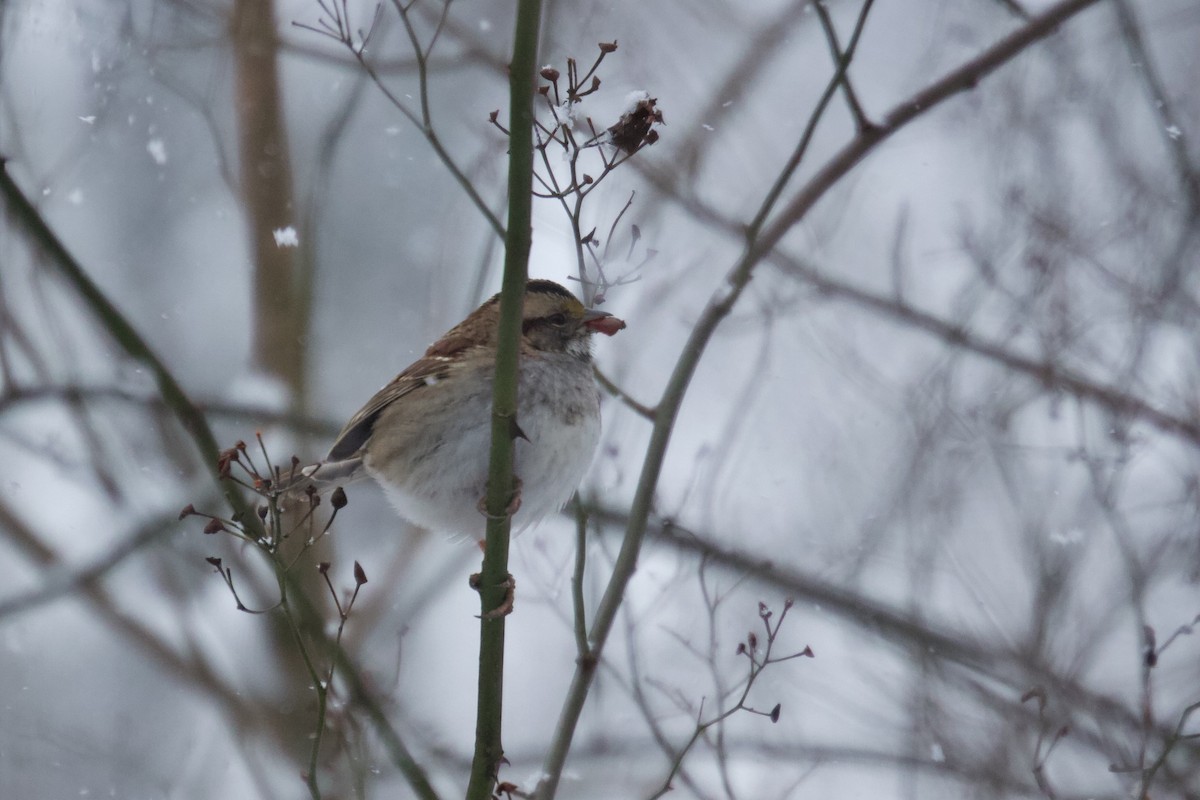 White-throated Sparrow - ML613719755