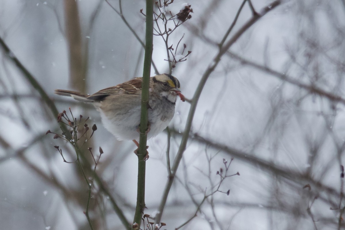 White-throated Sparrow - ML613719757