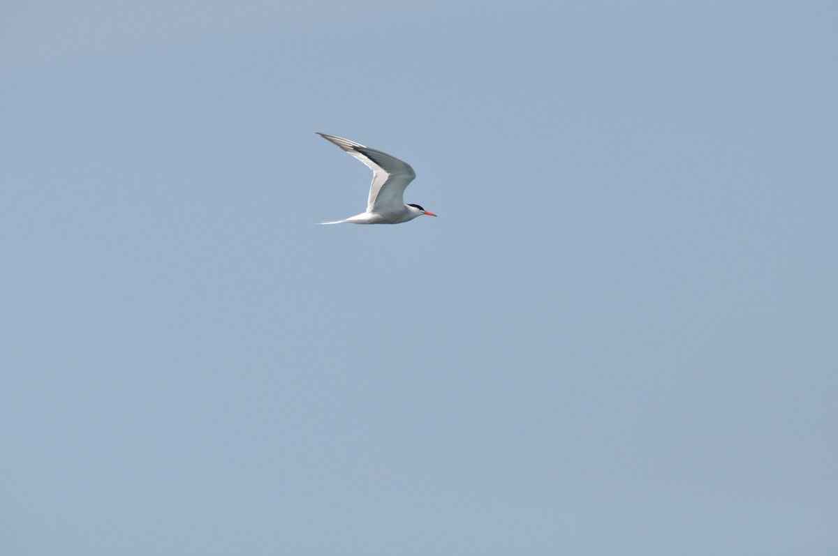 Common Tern - Samuel Guiles