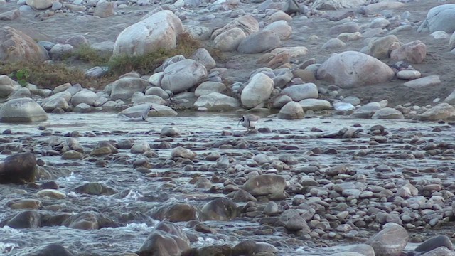 Bec-d'ibis tibétain - ML613720078
