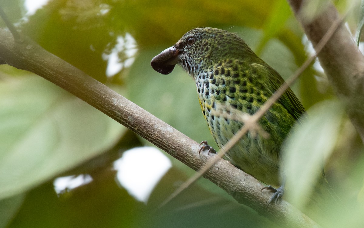 Spotted Tanager - Sergio Andres Dueñas Trejo