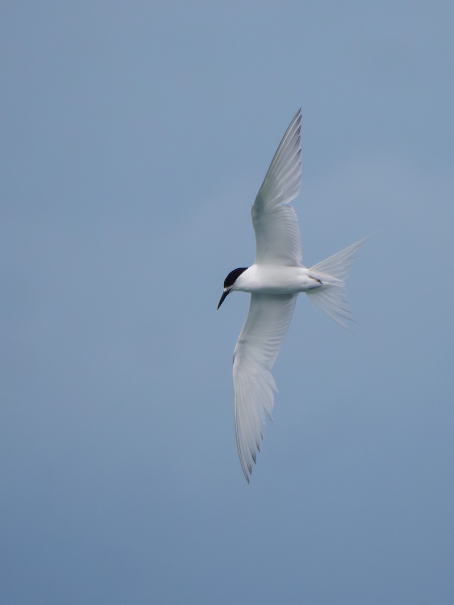White-fronted Tern - ML613720118