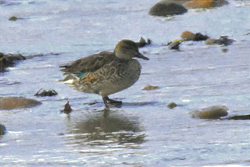 Green-winged Teal - ML613720345