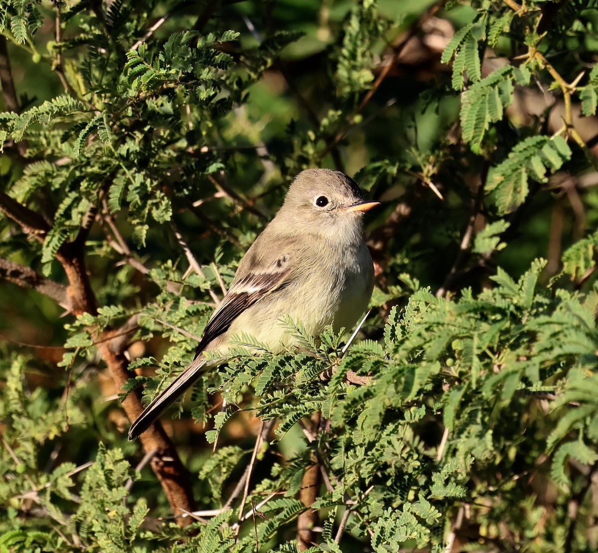 Gray Flycatcher - ML613720611