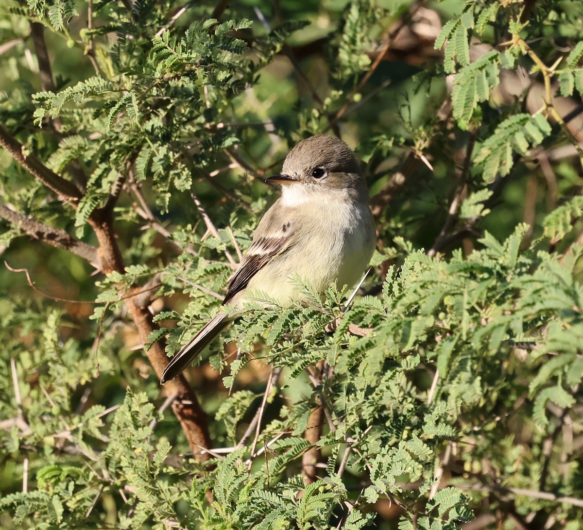 Gray Flycatcher - ML613720614