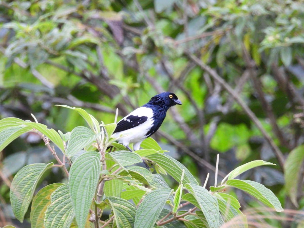 Magpie Tanager - ML613720660