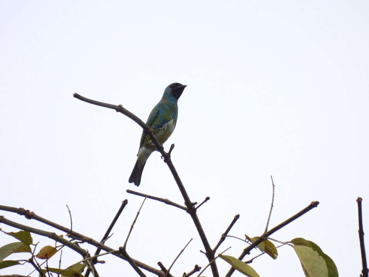 Swallow Tanager - ML613720737