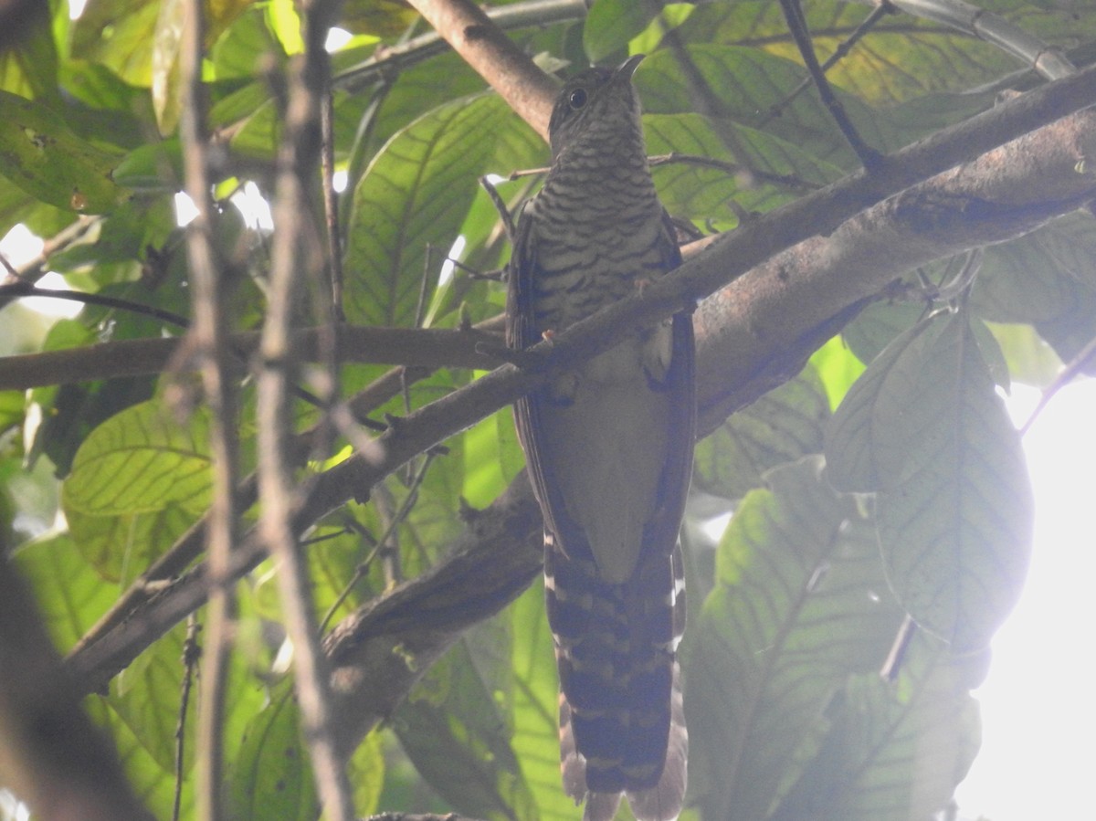 Olive Long-tailed Cuckoo - ML613720741