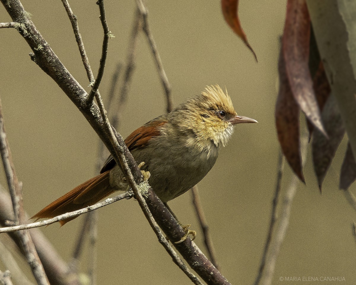 Creamy-crested Spinetail - ML613720776