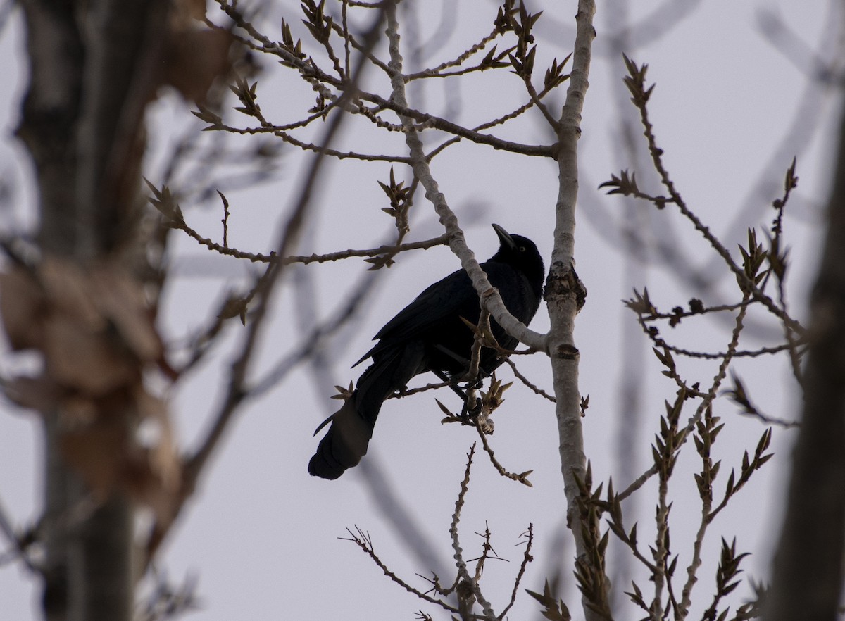 Great-tailed Grackle - ML613720898