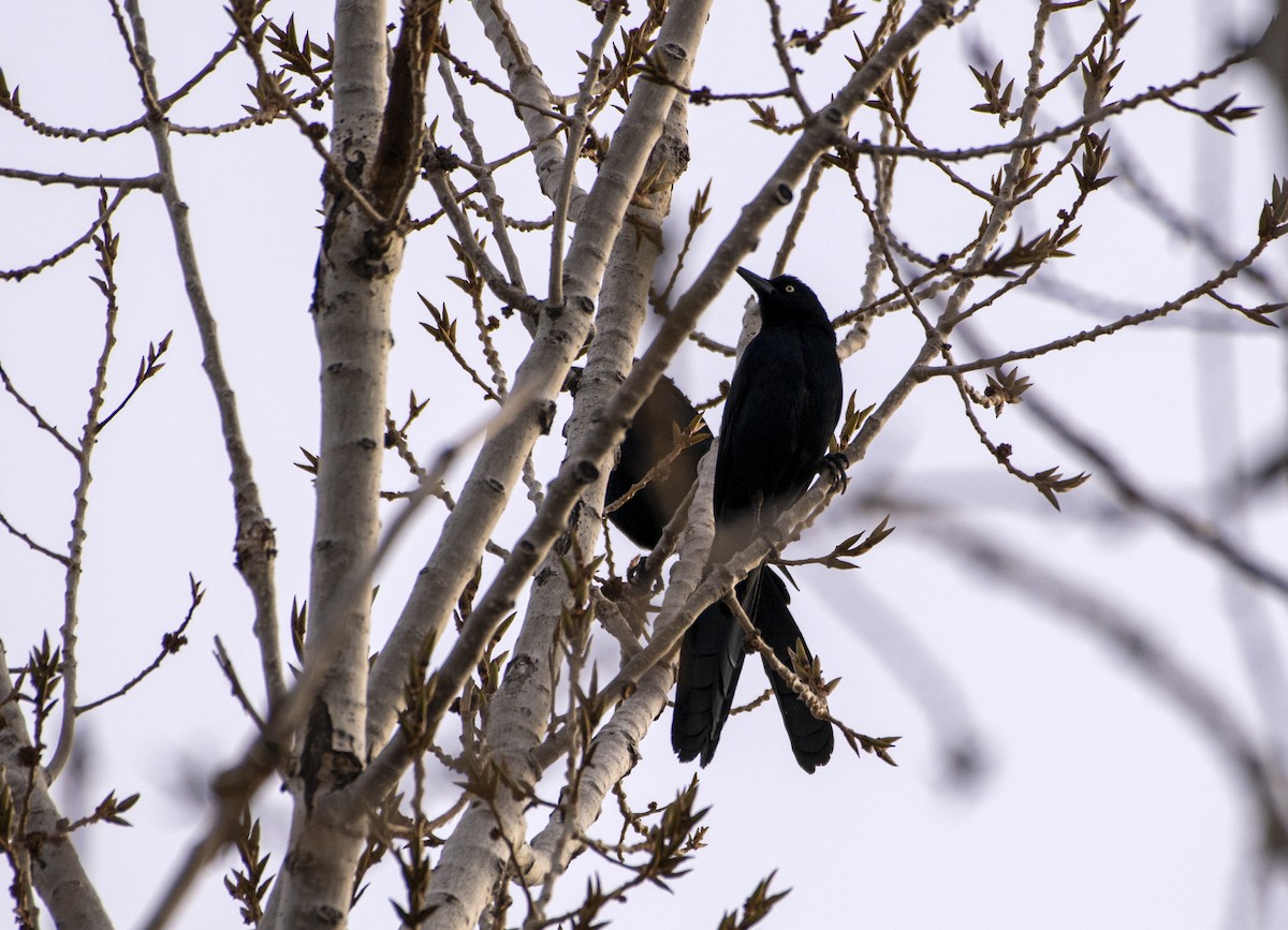 Great-tailed Grackle - ML613720899
