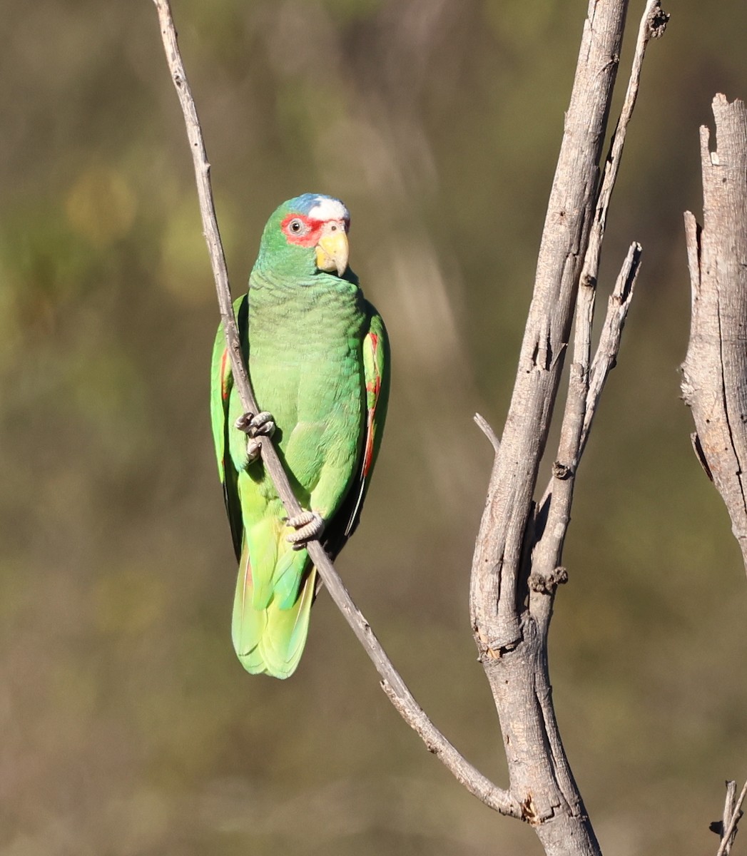 White-fronted Parrot - ML613721168
