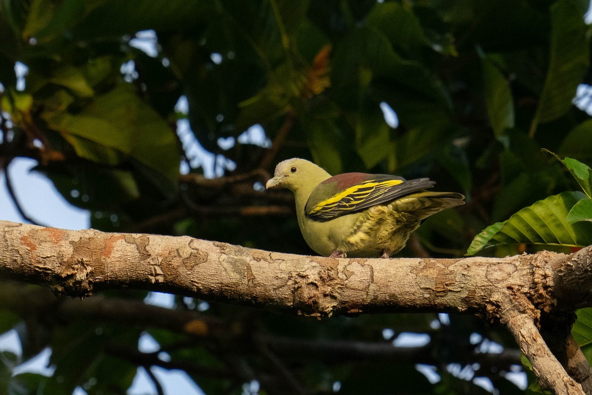 Андаманский зеленый голубь - ML613721215