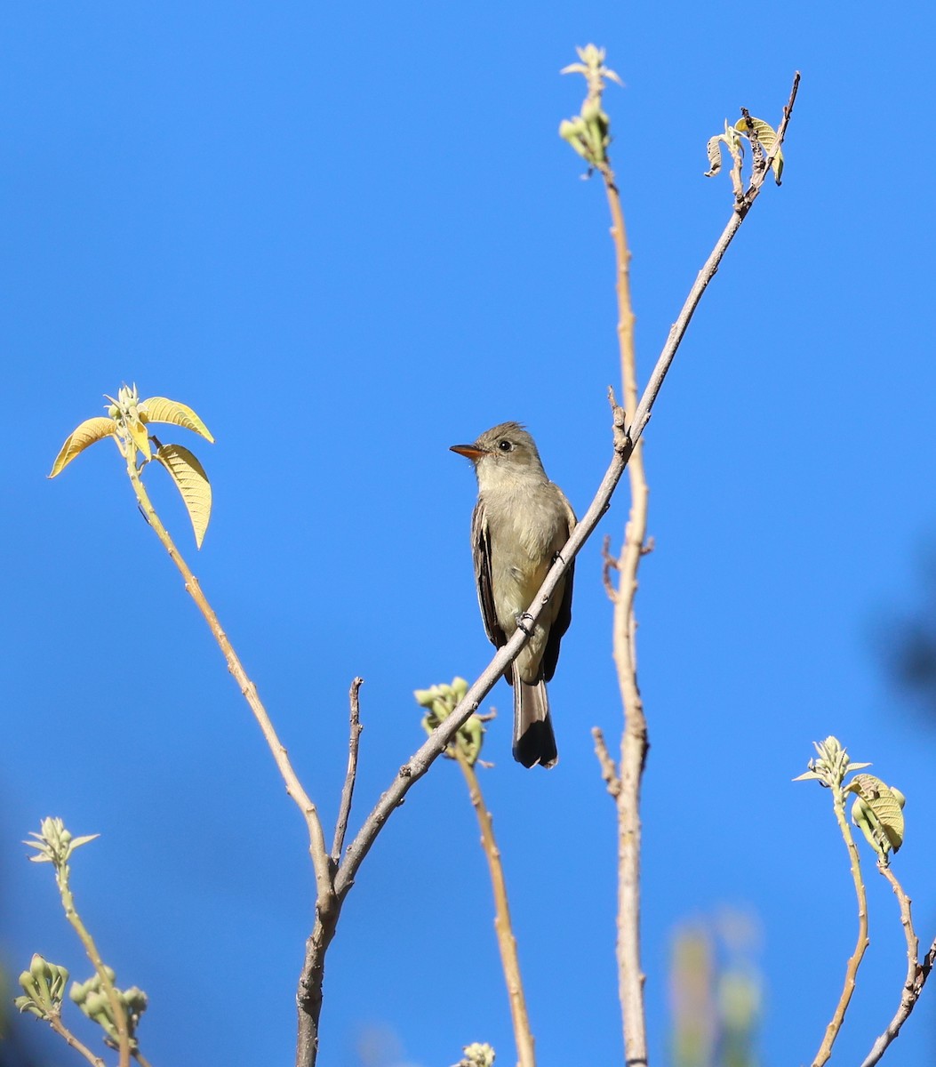 Greater Pewee - ML613721276