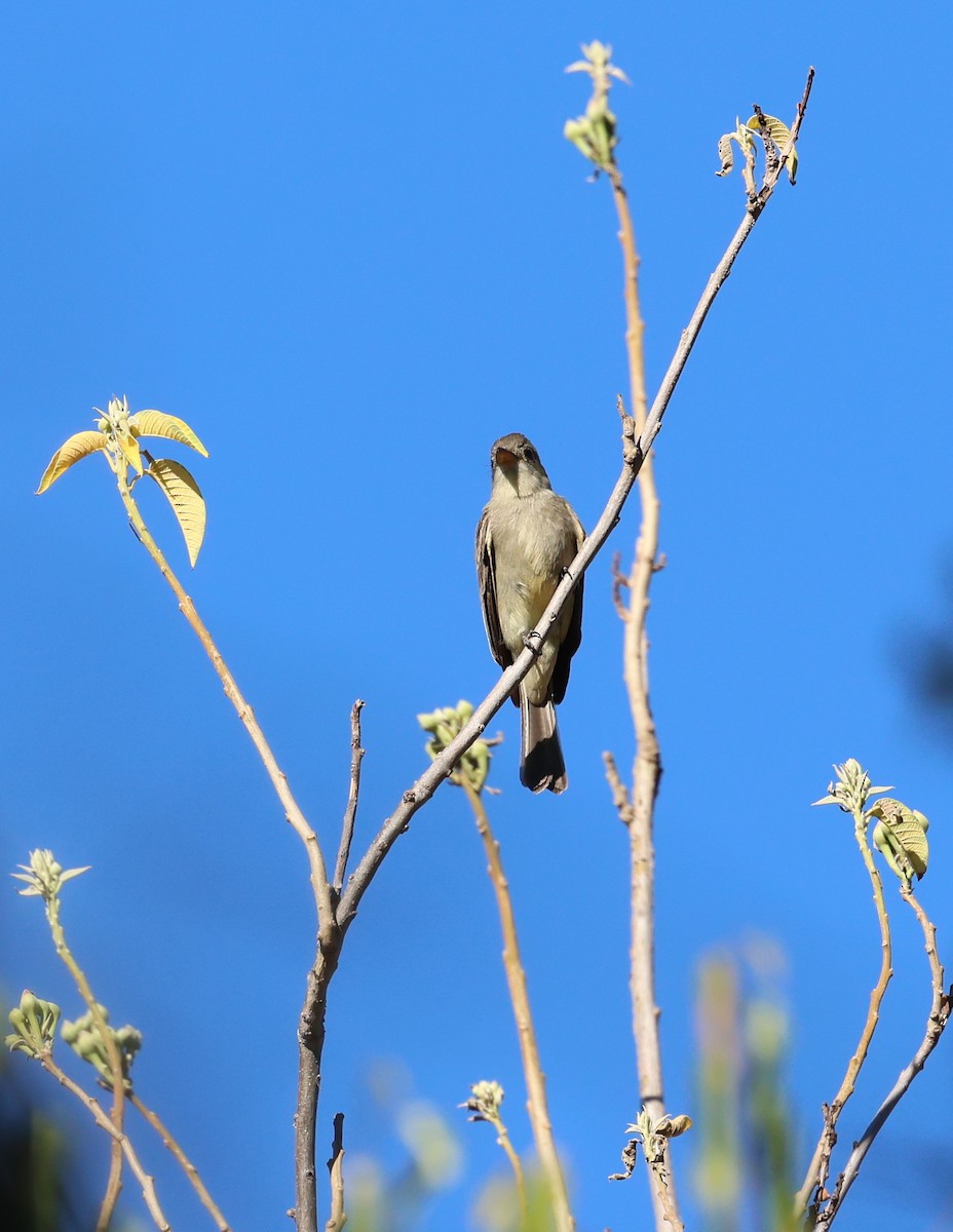 Greater Pewee - ML613721277