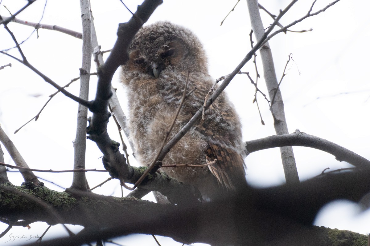 Tawny Owl - ML613721347