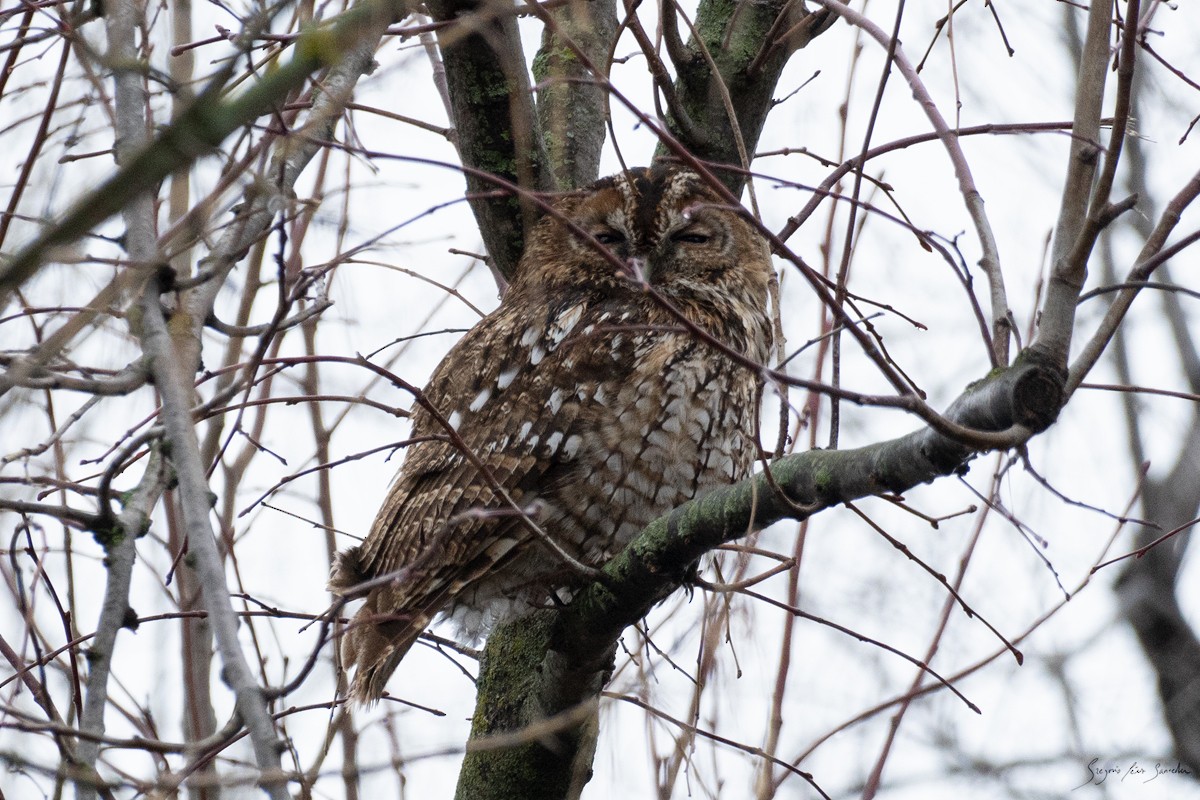 Tawny Owl - ML613721348