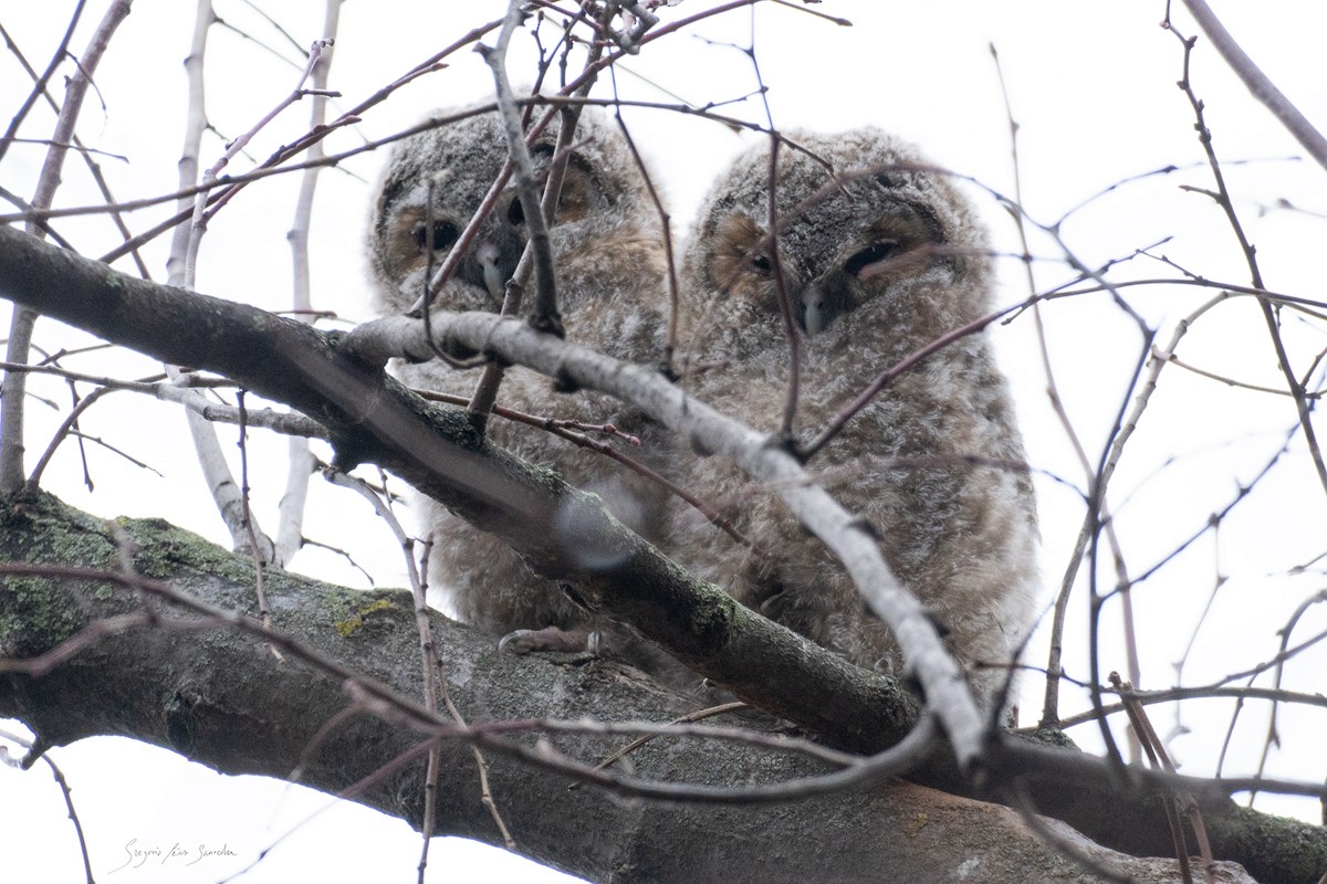 Tawny Owl - ML613721349