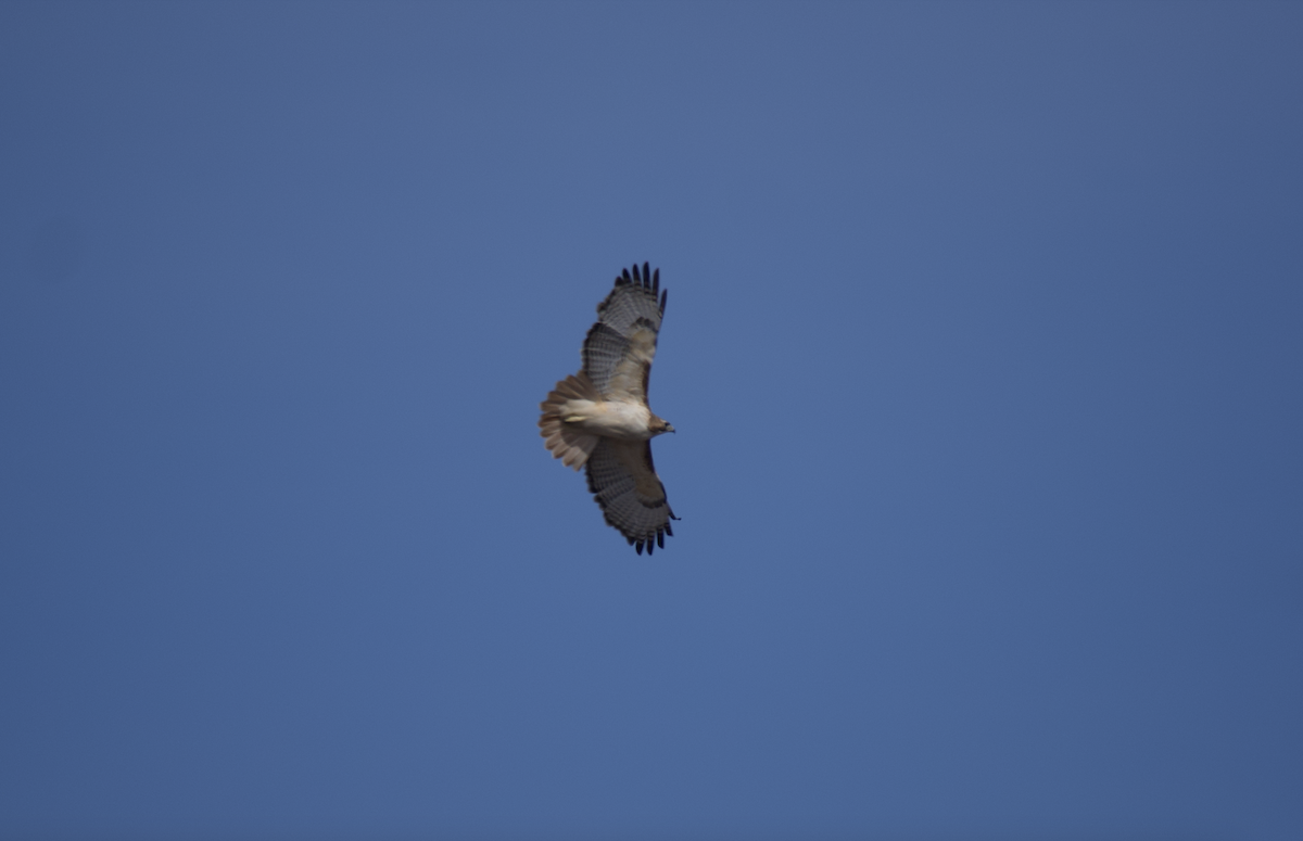 Red-tailed Hawk (fuertesi) - ML613721527