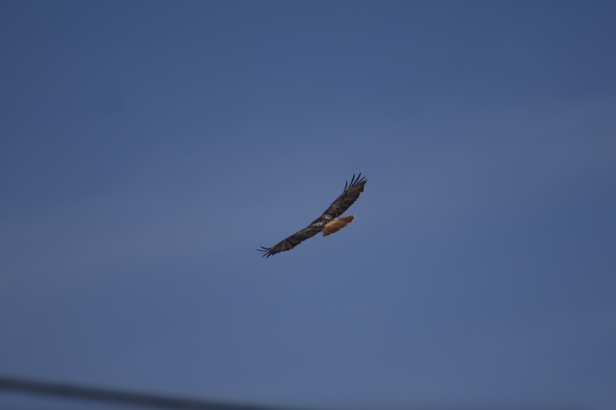 Red-tailed Hawk (fuertesi) - Evan Farese