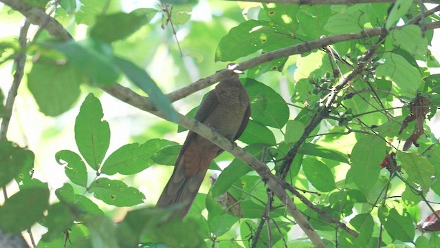 Andaman Cuckoo-Dove - ML613721639