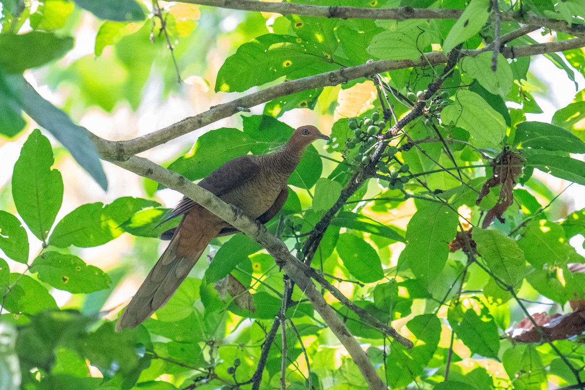Andaman Cuckoo-Dove - ML613721658