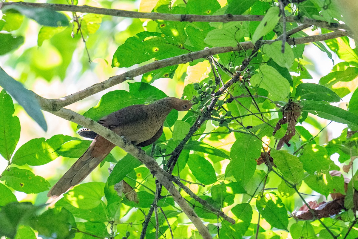 Andaman Cuckoo-Dove - ML613721659