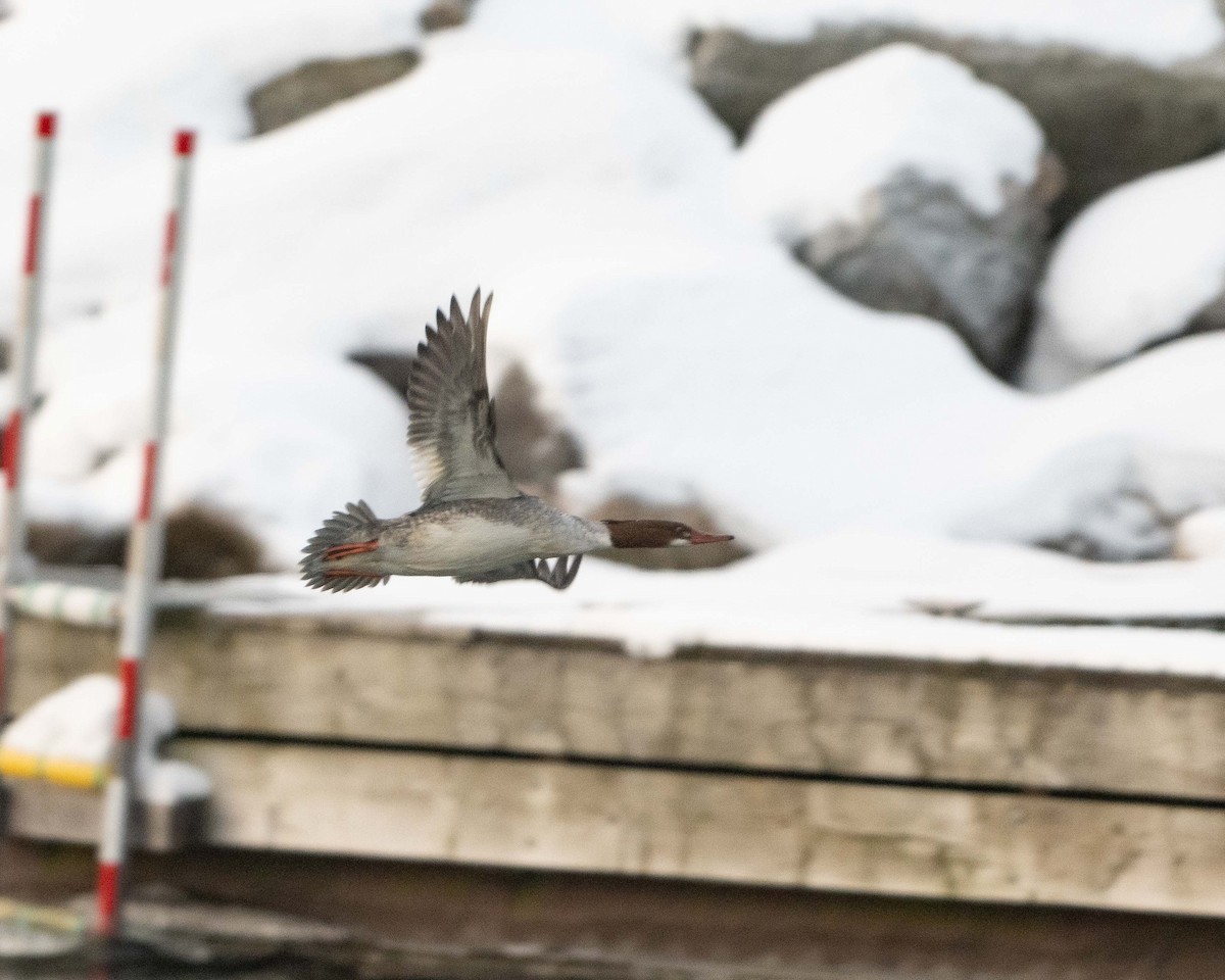 Common Merganser - ML613721680