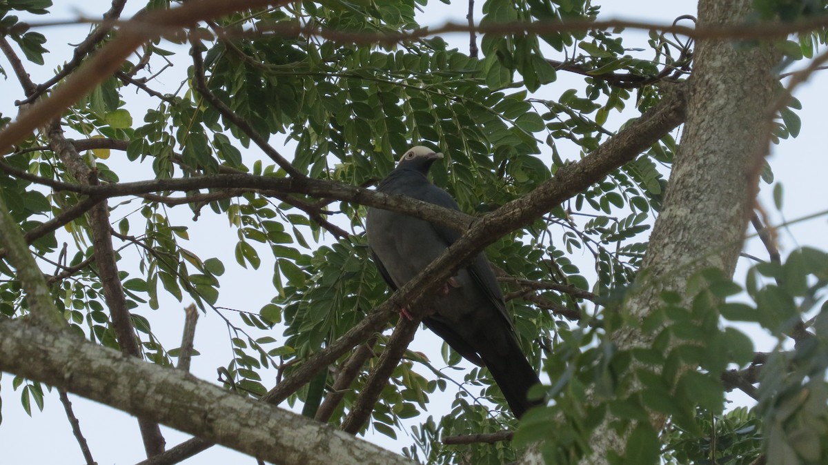 White-crowned Pigeon - ML613721744