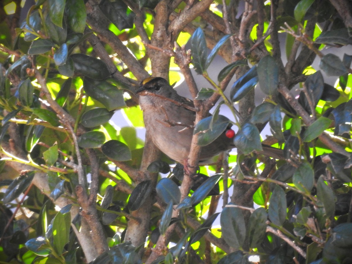 Golden-crowned Sparrow - ML613721867