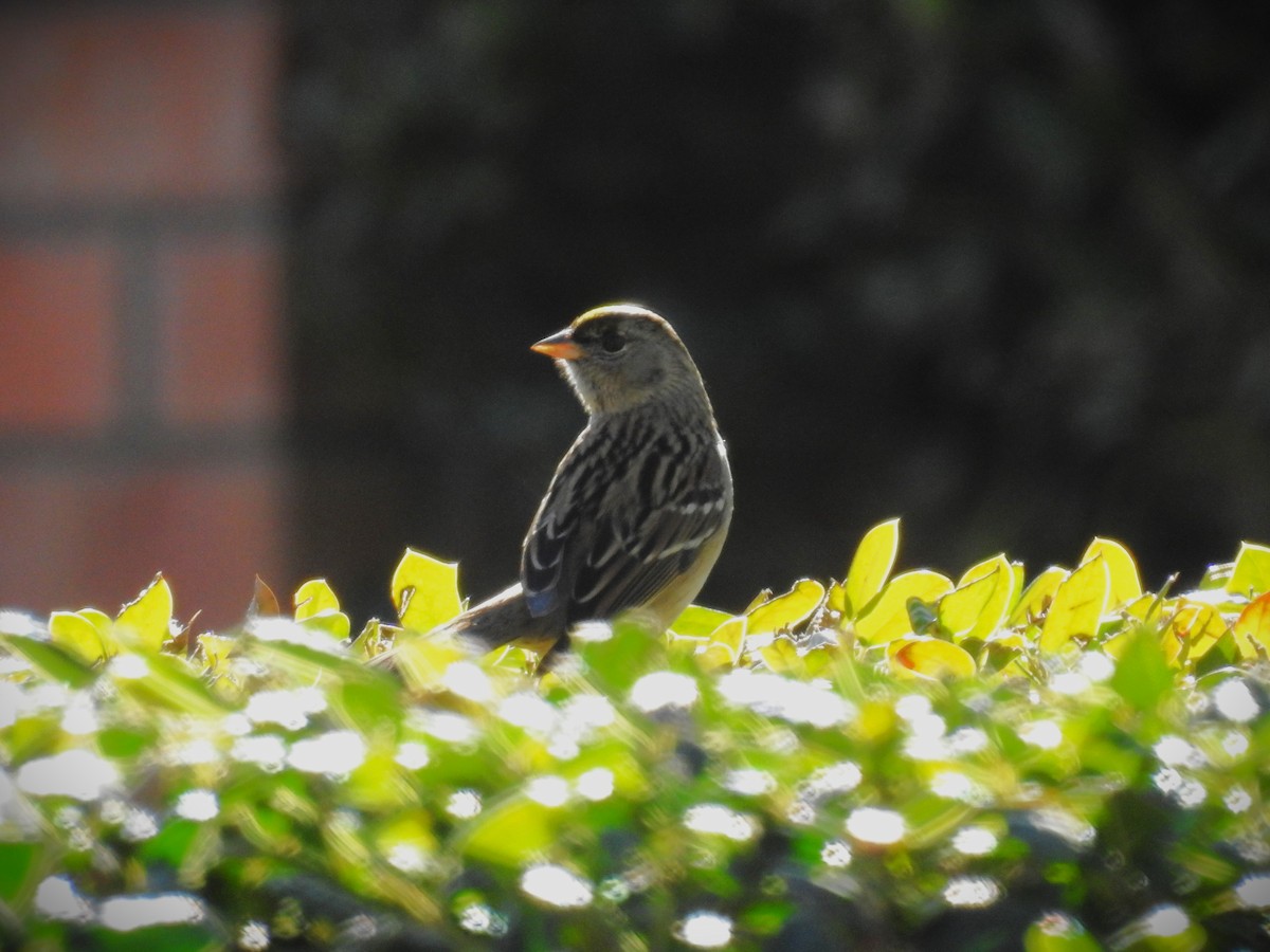 Golden-crowned Sparrow - ML613721889