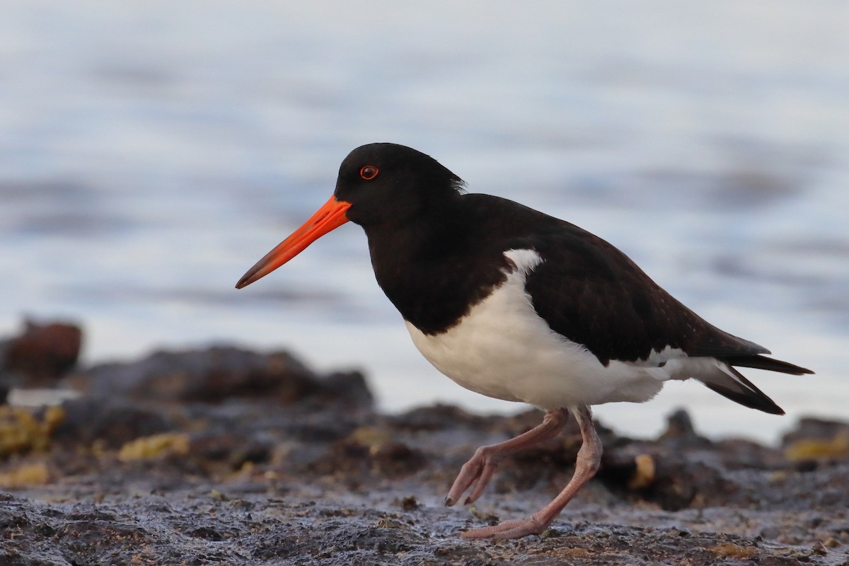 Pied Oystercatcher - Michael Taylor