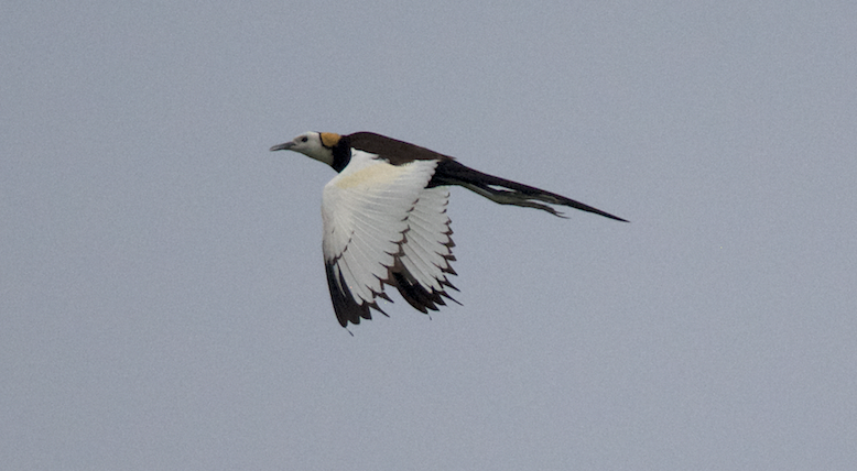 Pheasant-tailed Jacana - ML61372221