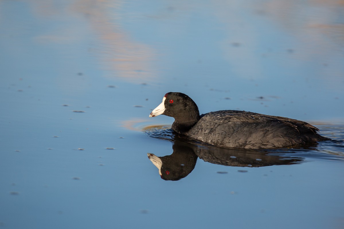 American Coot (Red-shielded) - ML613722865