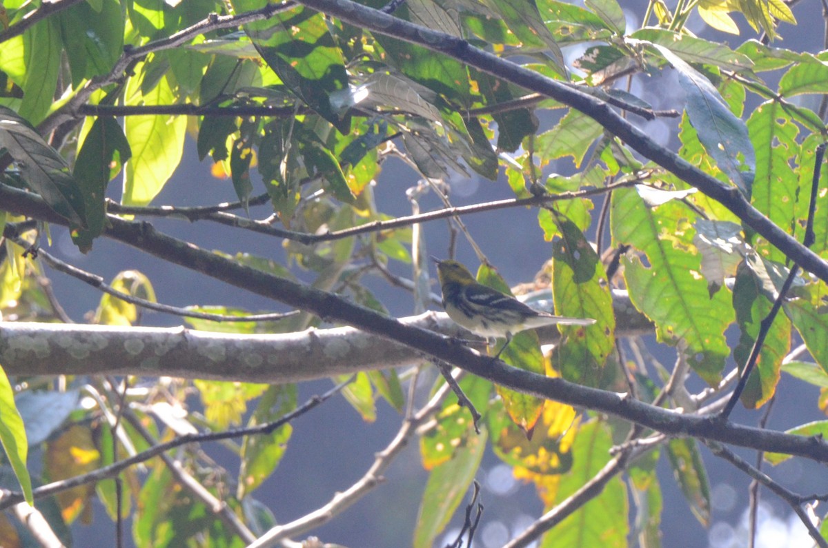 Black-throated Green Warbler - ML613722957