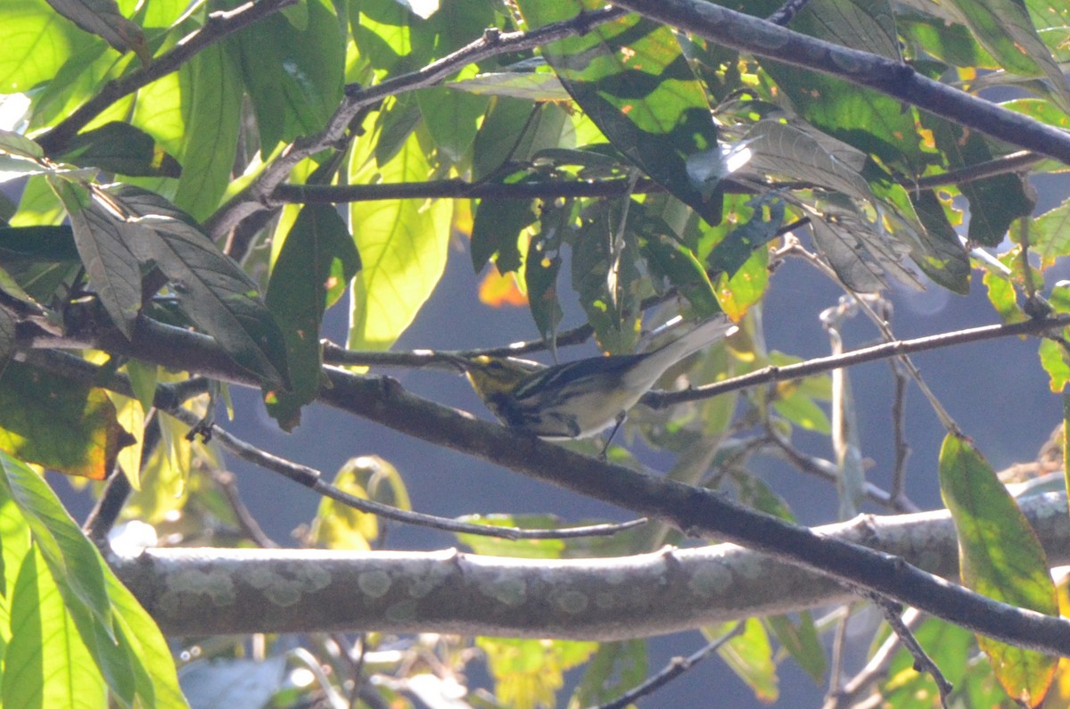 Black-throated Green Warbler - ML613722975