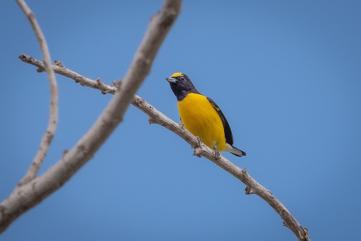West Mexican Euphonia - ML613723493