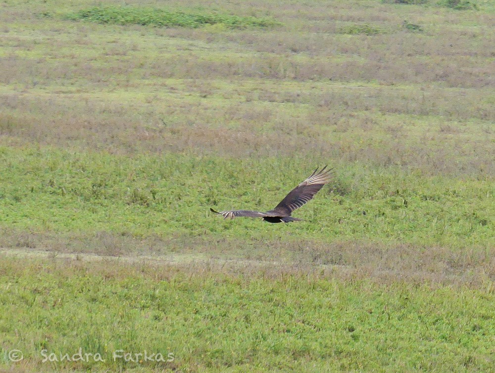 Lesser Yellow-headed Vulture - ML613723559