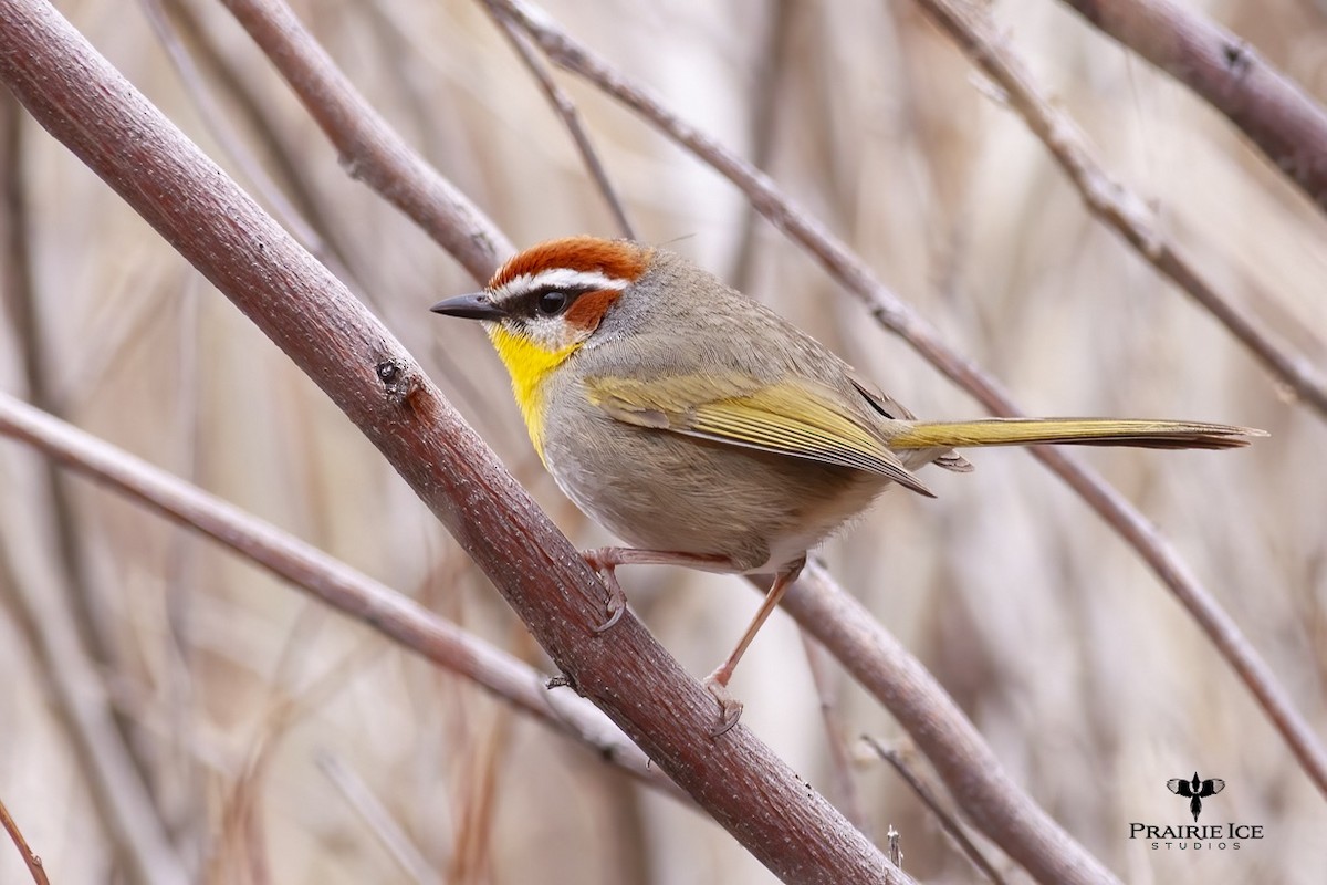 Rufous-capped Warbler - ML613723653