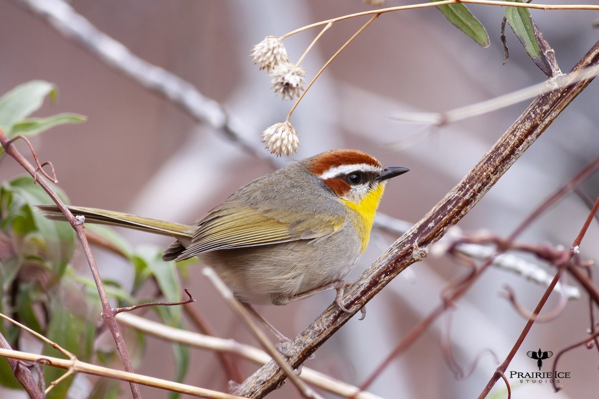 Rufous-capped Warbler - ML613723654