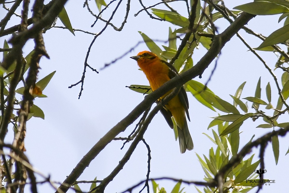 Flame-colored Tanager - John Carlson