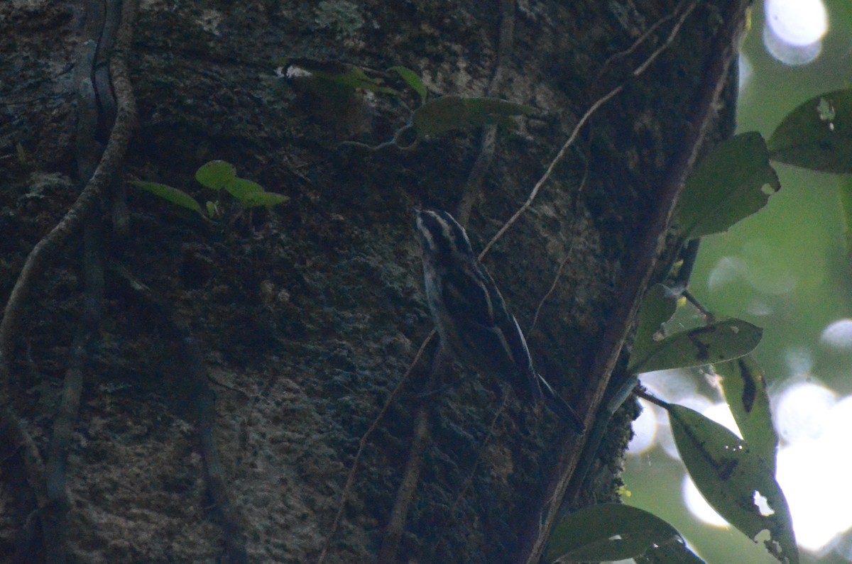 Black-and-white Warbler - ML613723879