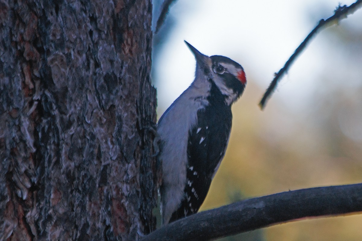 Hairy Woodpecker - James Arneson