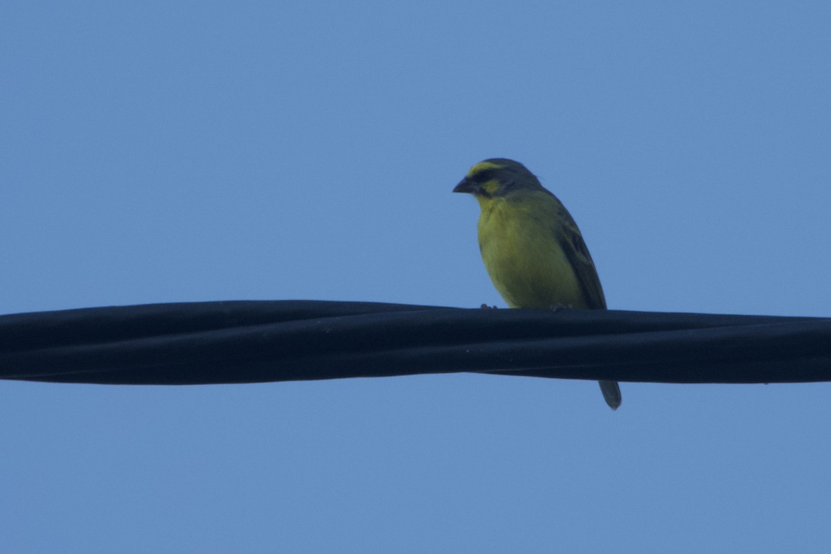 Yellow-fronted Canary - ML613724011