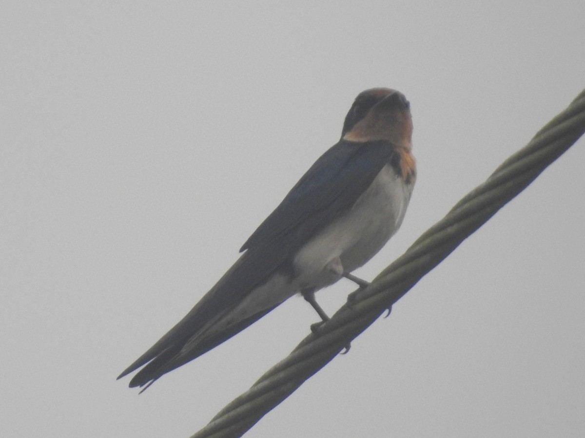Ethiopian Swallow - ML613724112