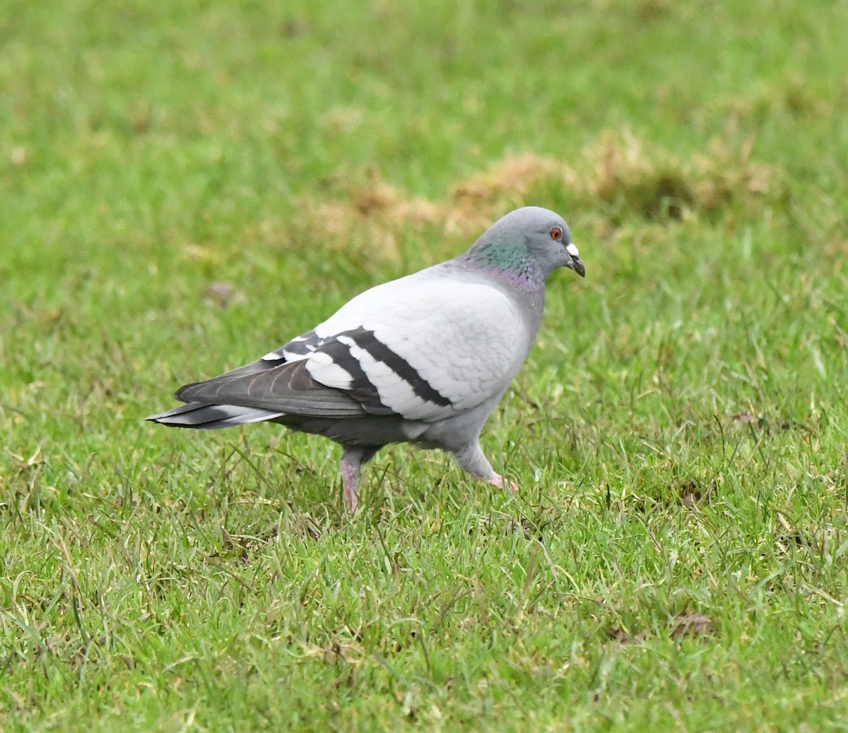 Rock Pigeon (Feral Pigeon) - ML613724170