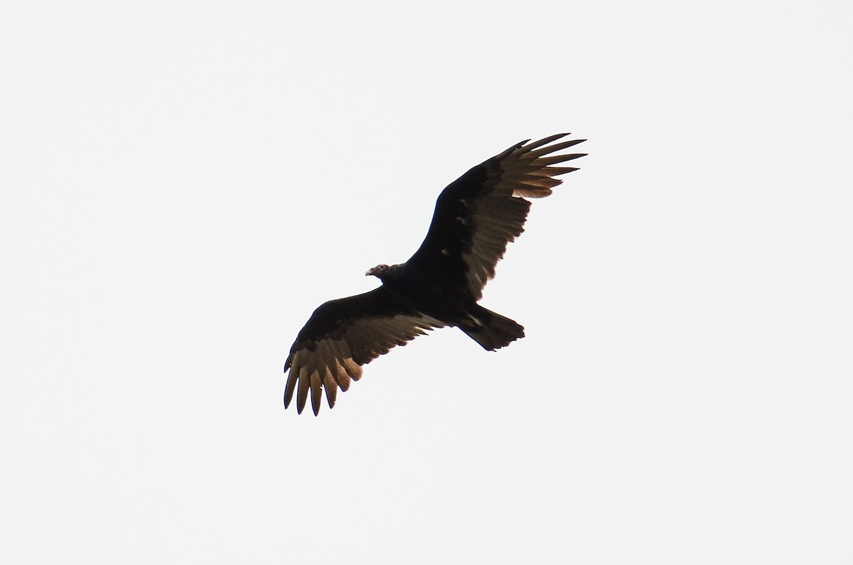 Turkey Vulture - ML613724272