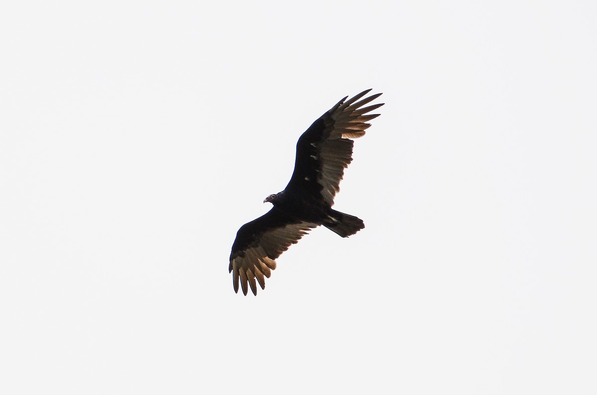 Turkey Vulture - ML613724273