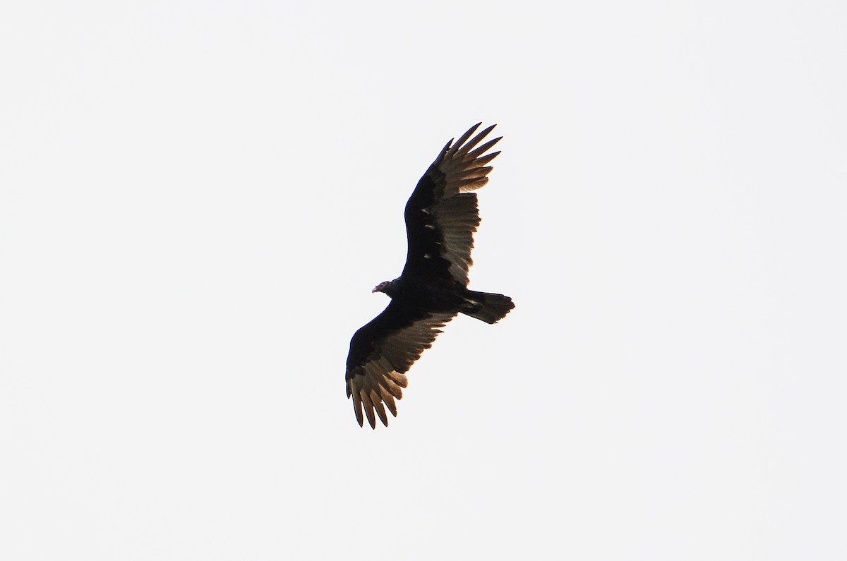 Turkey Vulture - ML613724274