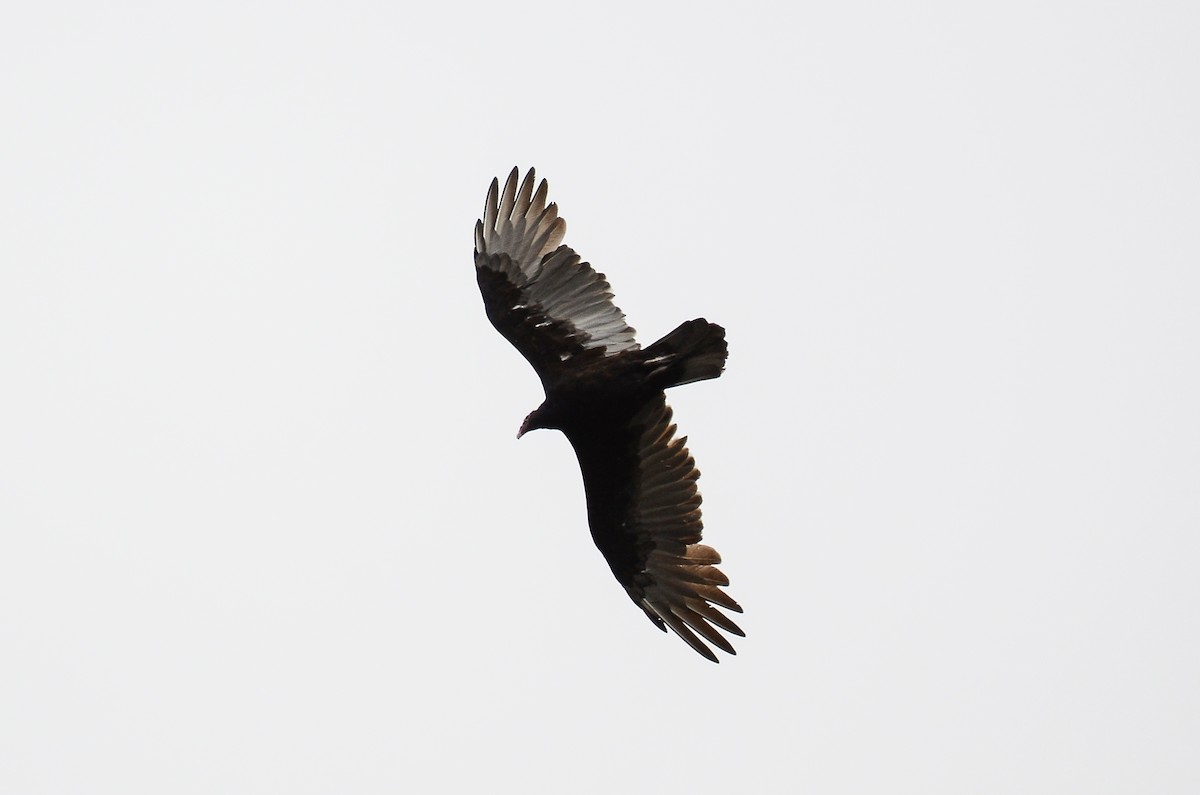 Turkey Vulture - ML613724275